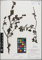 Foto von Salix myrsinifolia Salisb.